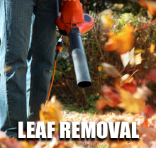 Leaf Removal