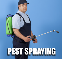 Pest Spraying